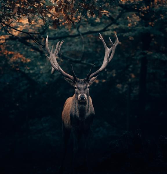 pic